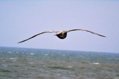 20953594_10203739051354020_4933969134938035895_n