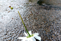 IMG_20220608_222958_7781